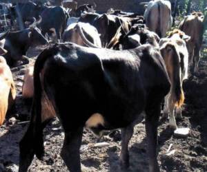 La enfermedad causada por el gusano barrenador afecta más al ganado; sin embargo, los humanos también pueden padecer de la enfermedad.