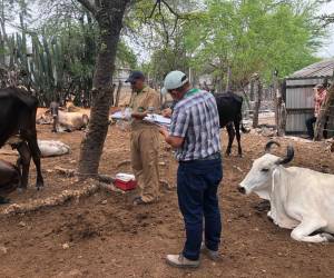 Técnicos de Senasa realizan inspecciones en el ganado en diferentes puntos del país.