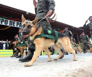 Los integrantes del batallón canino desfilan en la ceremonia del 189 aniversario del Ejército. (Foto: Alex Pérez)