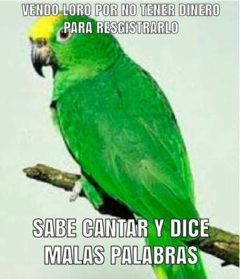 Los divertidos memes que generó el registro de aves silvestres en Honduras