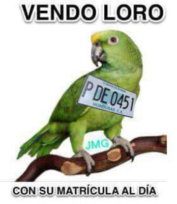 Los divertidos memes que generó el registro de aves silvestres en Honduras