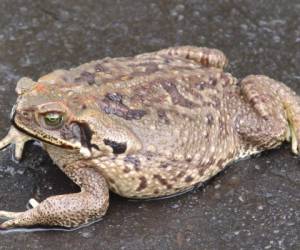 Unos siete dólares cuesta un sapo o una Rana en Argentina