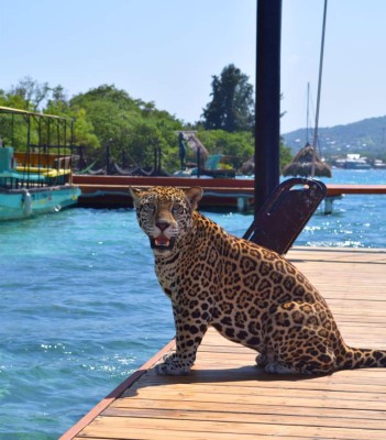 FOTOS: Así es Little French Key, el pedacito de cielo ubicado en la isla de Roatán