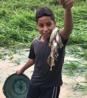 Tradicional lluvia de peces sorprende a los pobladores de Yoro