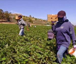 Los hondureños en Estados Unidos fueron beneficiados con la ampliación de 18 meses del TPS.