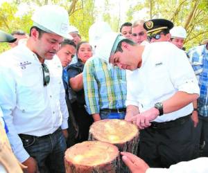 El presidente Juan Orlando Hernández constató en un tronco de pino, en su visita a La Unión, Olancho, el daño que ocasiona el gorgojo una vez que infecta un árbol.