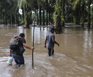 Hombres caminan por una área inundada en una plantación de palma africana en los antiguos campos de plátanos del municipio de El Progreso, departamento de Yoro, Honduras, luego del desbordamiento del río Ulúa debido a las lluvias que dejó la tormenta tropical Julia.