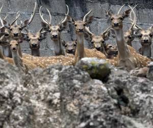 “Desde que murió la jirafa Big Boy ha venido a la baja el zoológico, el ingreso de las personas ha bajado bastante” y ahora “no hay presupuesto” para mantenerlo. ‘Big Boy’ “ya estaba bastante mayor de edad”, pero sufrió una caída y “se fracturó el cráneo y eso le produjo la muerte”, añade. Como él muchos otros animales están expuestos a no sobrevivir. Esa es la situación que viven los animales de Joya Grande.