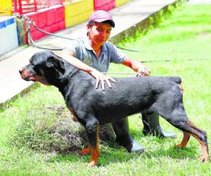 Veterinarios y adiestradores recomiendan tener el tiempo suficiente para educar de manera firme y con paciencia a sus mascotas.