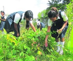 Los alumnos de las escuelas recolectan la cosecha de los huertos.