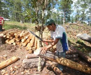 En Valle de Ángeles se extendieron permisos para explotar la madera. En el parque Obrero se hicieron bancas y ornamentos.