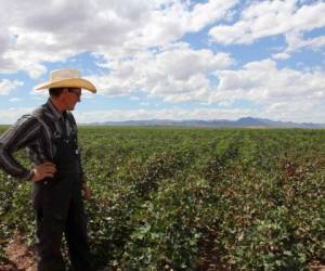 Un menonita observa un campo de algodón en la comunidad de Sabinal, Ascensión, Chihuahua. Foto: AFP