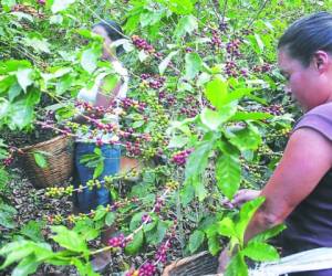 Los corteros ganan 30 lempiras en promedio por cada lata de café cortada y algunos recolectan hasta 15 diarias, lo que se traduce en 450 lempiras por jornada.