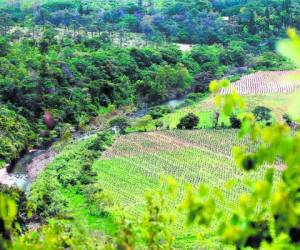 En Guacerique se detectaron pequeños brotes, por lo que la falta de control puede poner en riesgo el agua.