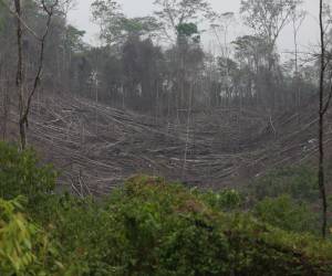 La Unidad Investigativa de EL HERALDO Plus encontró un apocalipsis en la zona núcleo de la Reserva de la Biosfera del Río Platano.