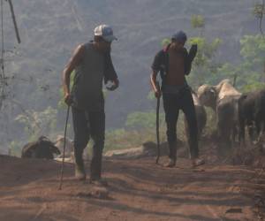 La zona núcleo de la Biosfera del Río Plátano ha sido impactada por la extensión de la ganadería.