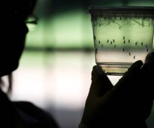 El brote de zika y su potencial vinculación con malformaciones congénitas llevó a la Organización Mundial de la Salud (OMS) a declarar una emergencia global.