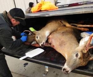 Los venados en la camioneta de un cazador para hacer una prueba y ver si el animal tiene enfermedad crónica debilitante. Foto: AP.