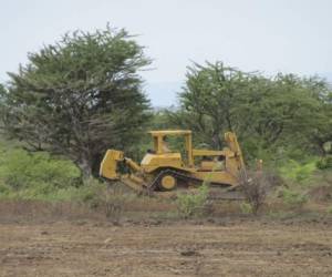 Con ayuda de maquinaria pesada, en los últimos meses se han cortado decenas de árboles de jícaro en el departamento de Choluteca.