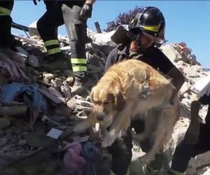 El labrador, que trabaja con la policía como perro rastreador, fue 'premiado' con una audiencia con el papa el sábado, dos días después de convertirse en el invitado de honor en la cumbre entre el primer ministro italiano Matteo Renzi y la canciller alemana Angela Merkel.