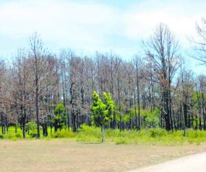 Así lucen los bosques afectados por el gorgojo de pino en el departamento de Olancho.