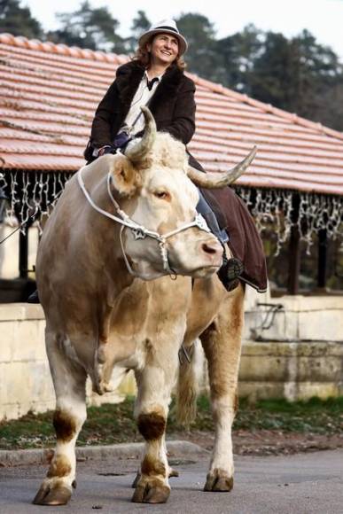 Aston, el gran toro que se cree caballo de una provincia de Francia