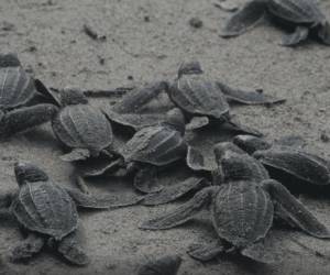 Liberan 336 tortugas de río como parte de un plan de conservación en Venezuela