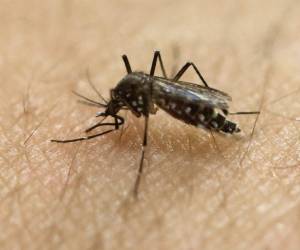 La enfermedad es transmitida en su mayor parte a través de la picadura de mosquitos, pero también se propaga vía las relaciones sexuales (Foto: AP)