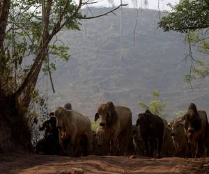 La frontera ganadera en la Biósfera del Río Plátano crece cada año, pese a la prohibición.