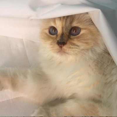 Choupette, la gata de Karl Lagerfeld que heredará parte de su fortuna