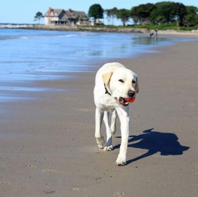 FOTOS: La conmovedora historia de Sully, el perro que acompañó a Bush hasta el final