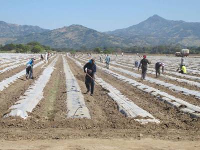 El sector agropecuario es uno de los que genera más empleos en el país.