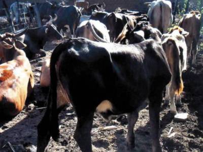 La enfermedad causada por el gusano barrenador afecta más al ganado; sin embargo, los humanos también pueden padecer de la enfermedad.