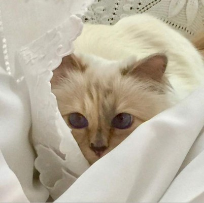 Choupette, la gata de Karl Lagerfeld que heredará parte de su fortuna