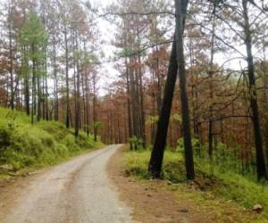 La mayoría de los árboles de pino de Gualaco se han secado a causa del daño provocado por el gorgojo descortezador.