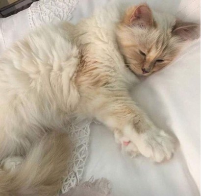 Choupette, la gata de Karl Lagerfeld que heredará parte de su fortuna