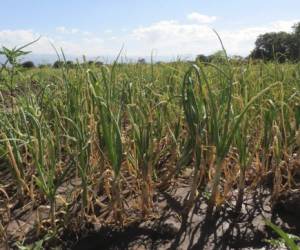 Los productores de cebolla de Lejamaní han comenzado a recuperar las plantaciones, luego de vencer plagas.