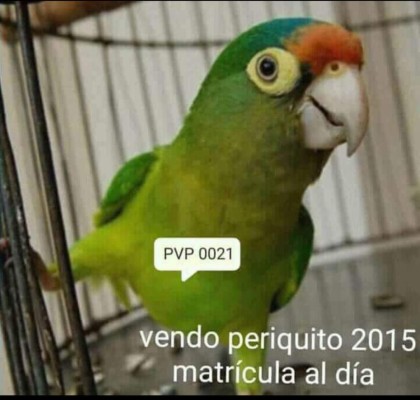 Los divertidos memes que generó el registro de aves silvestres en Honduras