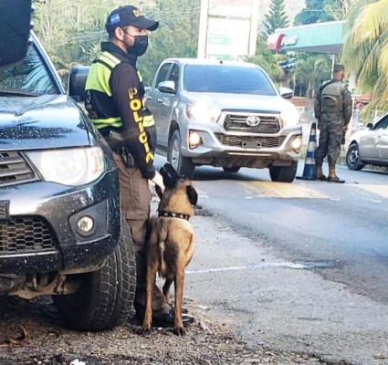 Allanamientos, capturas y decomisos, los resultados de la Operación Omega en Honduras (FOTOS)