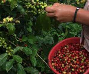 Los mercados para el café orgánico son principalmente en la Unión Europea (Foto: El Heraldo Honduras/ Noticias de Honduras)