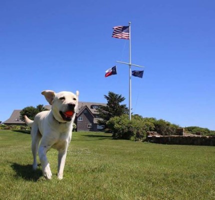 FOTOS: La conmovedora historia de Sully, el perro que acompañó a Bush hasta el final