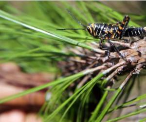 Según los guardaparques de Naciones Unidas, el insecto prefiere comerse las hojas de los pinos jóvenes, por lo que es un peligro.