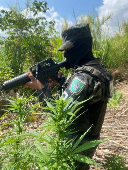 Aseguran casi medio millón de arbustos de cocaína en Olancho y Colón