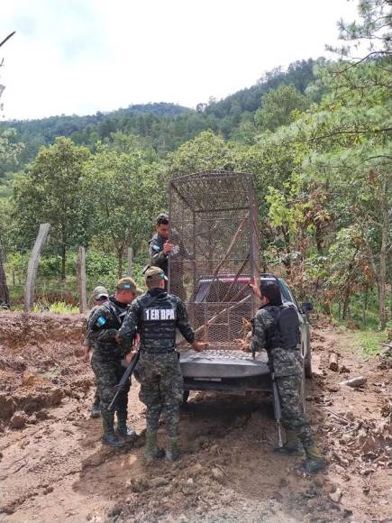 Rescatan a mono araña que iban a comercializar en Gualaco, Olancho