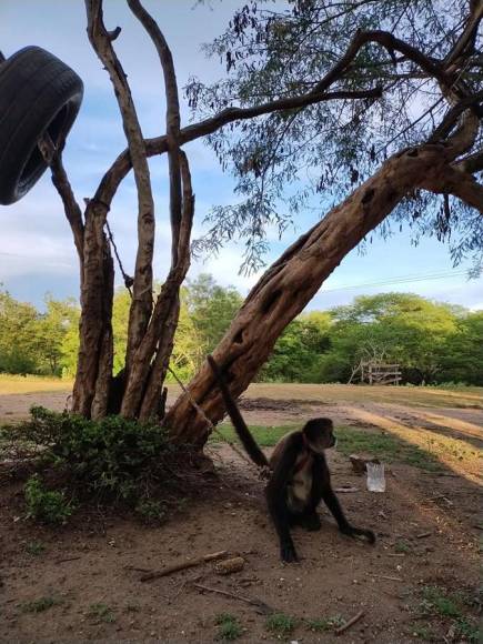 Rescatan a mono araña que iban a comercializar en Gualaco, Olancho