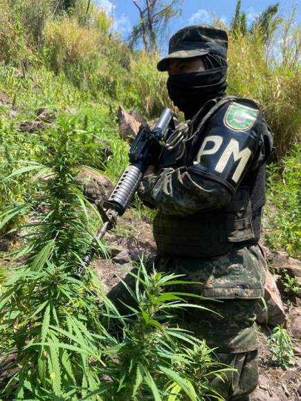 Aseguran casi medio millón de arbustos de cocaína en Olancho y Colón