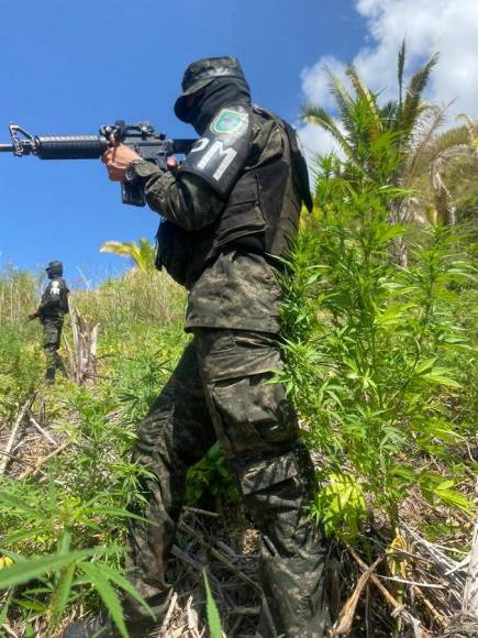 Aseguran casi medio millón de arbustos de cocaína en Olancho y Colón