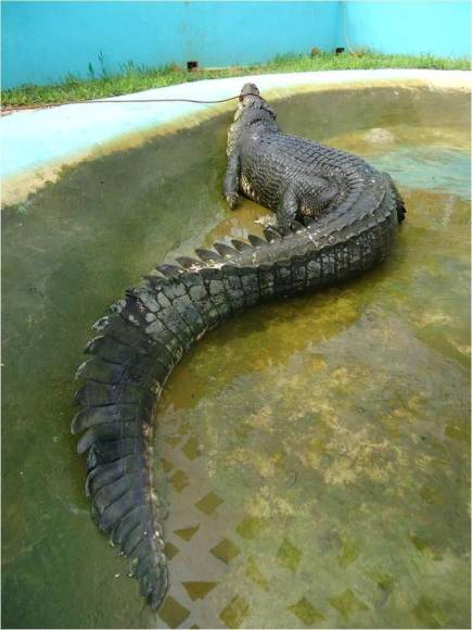 Lolong: La historia del cocodrilo más grande del mundo en cautiverio