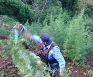 Un cuarto de manzana sembradas de plantas de marihuana fueron incautados por los efectivos policiales, las cuales fueron llevadas en patrullas junto al detenido Edwin Isaías Rodríguez, fotos: El Heraldo/Noticias de Honduras/Sucesos de Honduras/El Heraldo Honduras.