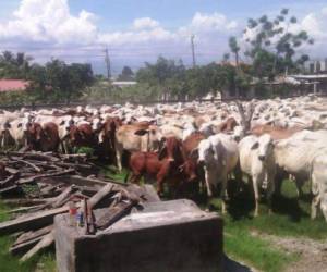 El apoderado legal de la familia Rosenthal, Marlon Duarte denunció irregularidades en el ganado que fue asegurado en varias de las fincas, incluyendo el rancho Lima Corral.